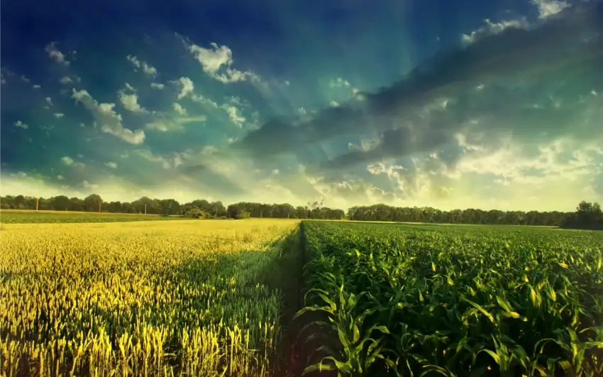 Corn Field With Sky Background HD Download