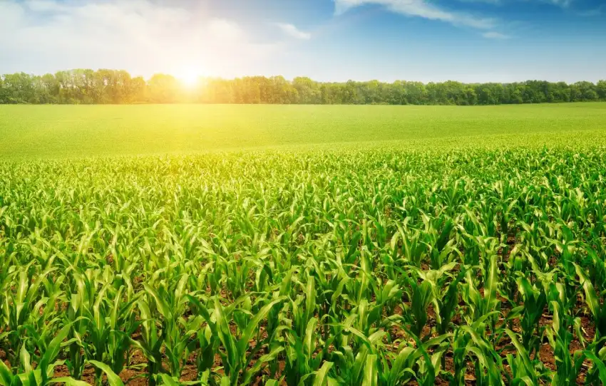 Corn Field With Sky Background HD Download