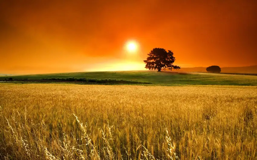 Corn Sunset Sky Field Background HD Download