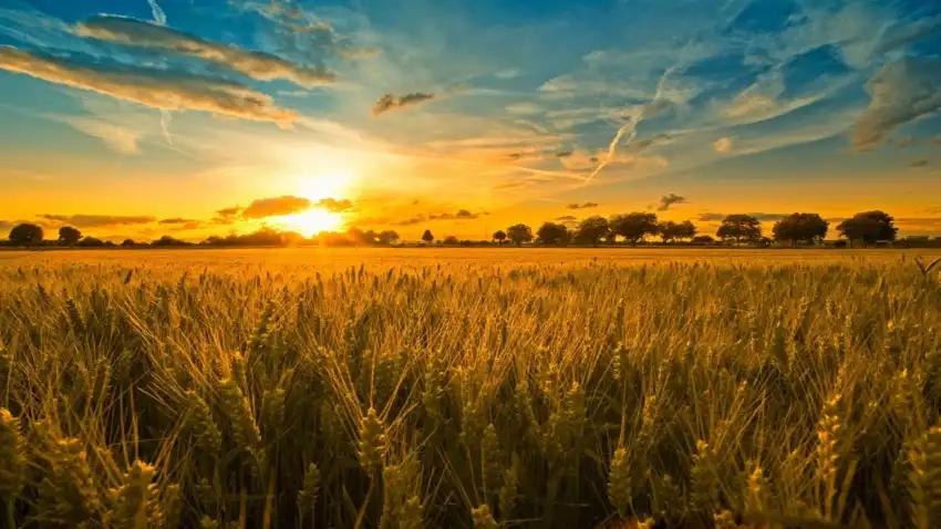 Corn Sunset Sky Field Background HD Download