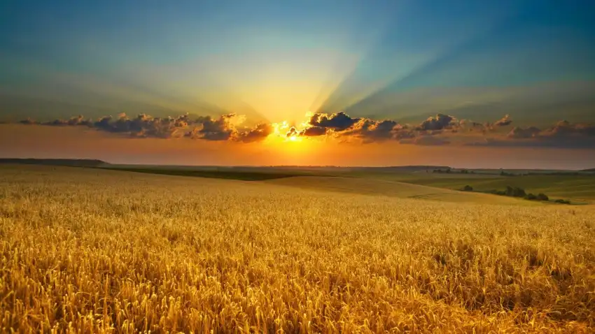 Corn Sunset Sky Field Background HD Download