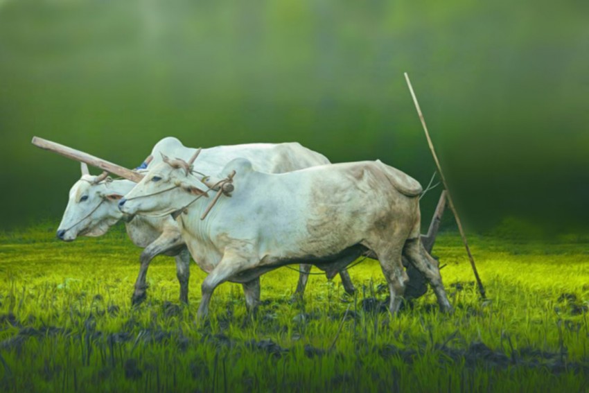 COW In Farmer Farm CB Background Hd