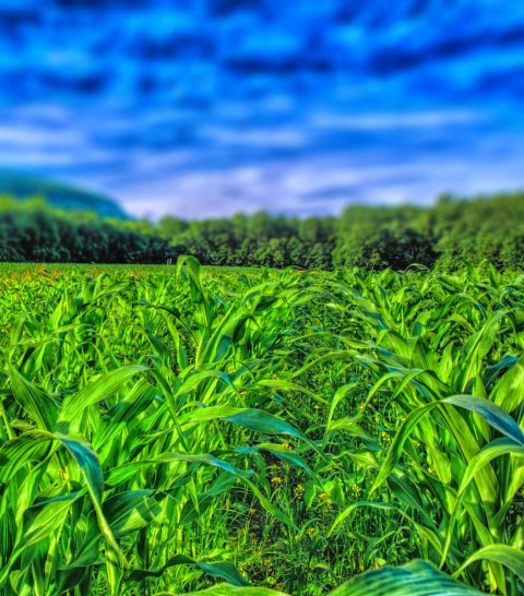 Crop Field CB Picsart Editing Background HD Download Free