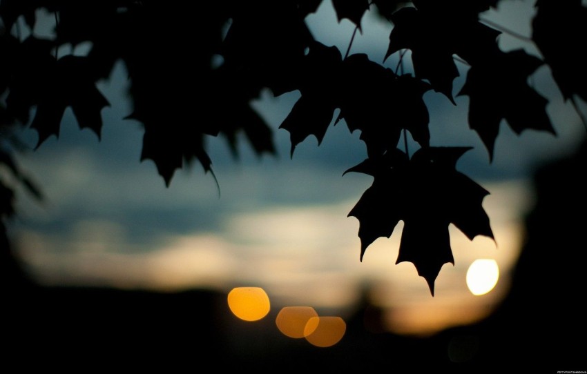 Dark Autumn Tree Background HD Download