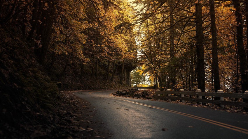 Dark Autumn Tree Background HD Download