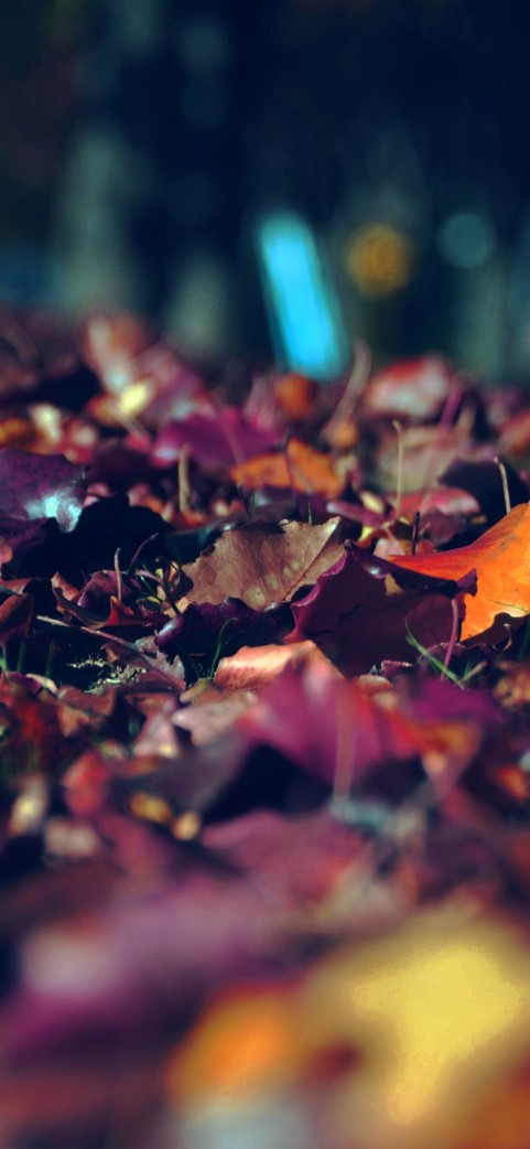 Dark Autumn Tree Background HD Download