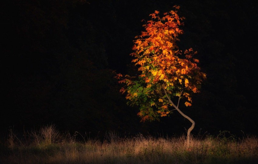 Dark Autumn Tree Background HD Download