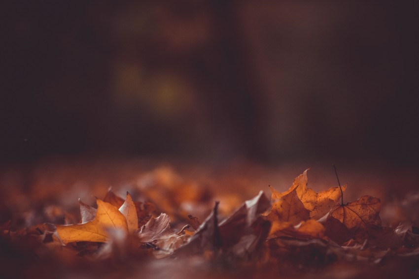 Dark Autumn Tree Background HD Images Download