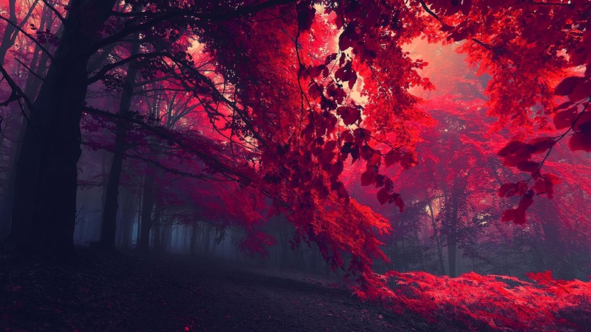 Dark Autumn Tree Background Wallpaper  Full HD Download