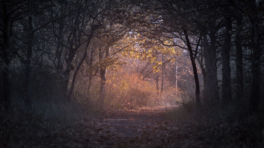 Dark Autumn Tree Background Wallpaper  Full HD Download