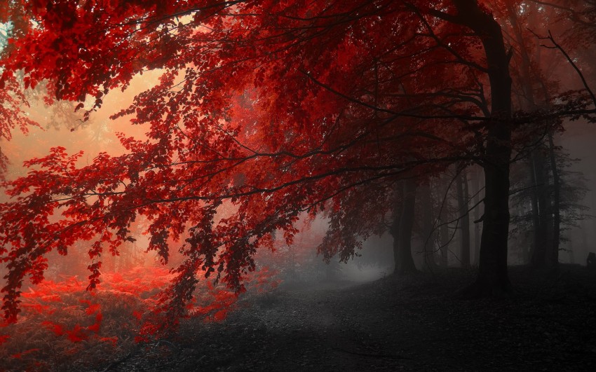 Dark Autumn Tree Background Wallpaper  Full HD Download