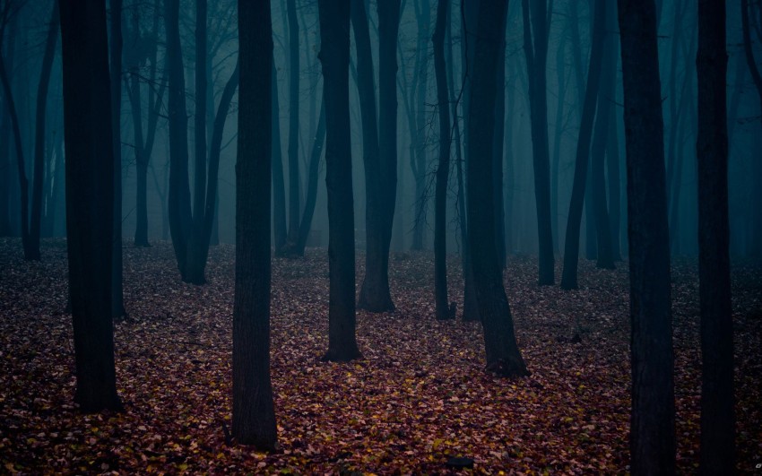 Dark Autumn Tree Forest Background HD Download