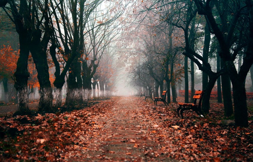 Dark Autumn Tree Forest Background HD Download