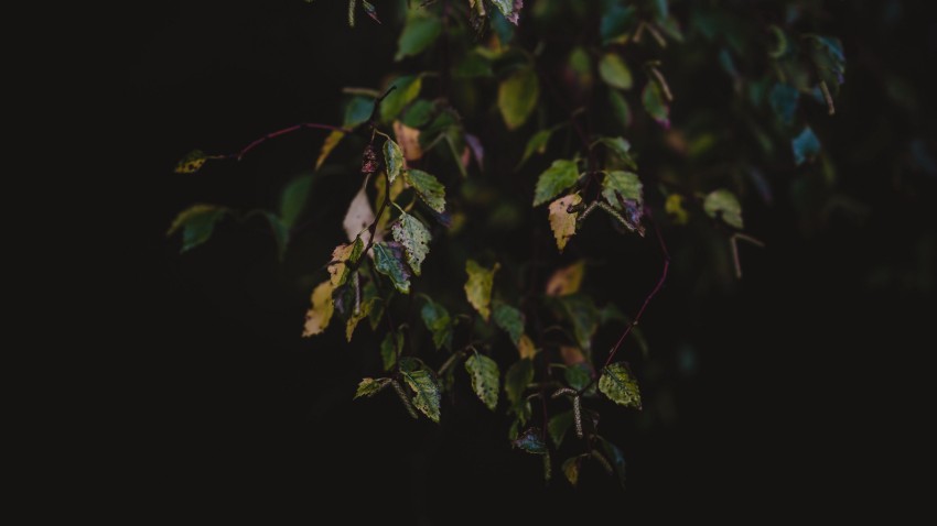 Dark Autumn Tree Forest Background HD Download