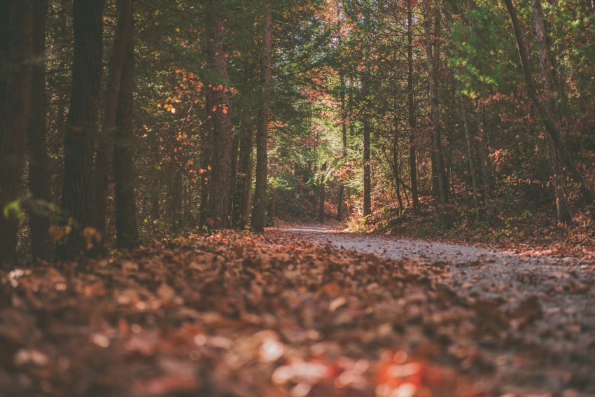 Dark Autumn Tree Forest Background HD Download