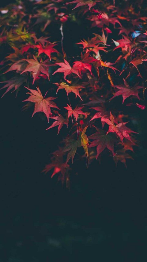 Dark Autumn Tree Phone Wallpaper Background HD Download