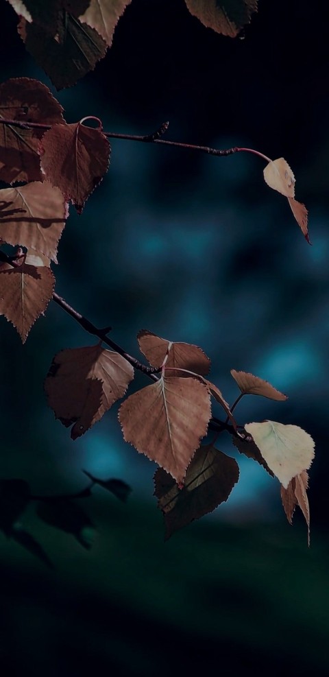 Dark Autumn Tree Phone Wallpaper Background HD Download