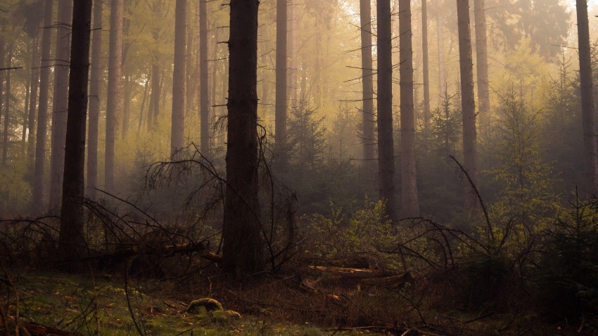 Dark Dead Tree Forest Background HD Download