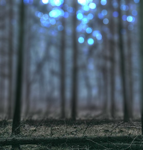 Dark Forest Editing CB Picsart Background HD Download