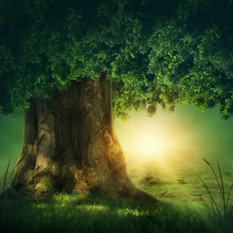 Dark Forest Studio Background Full HD