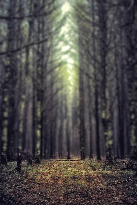 Dark Forest Tree CB Picsart Background Full HD Download