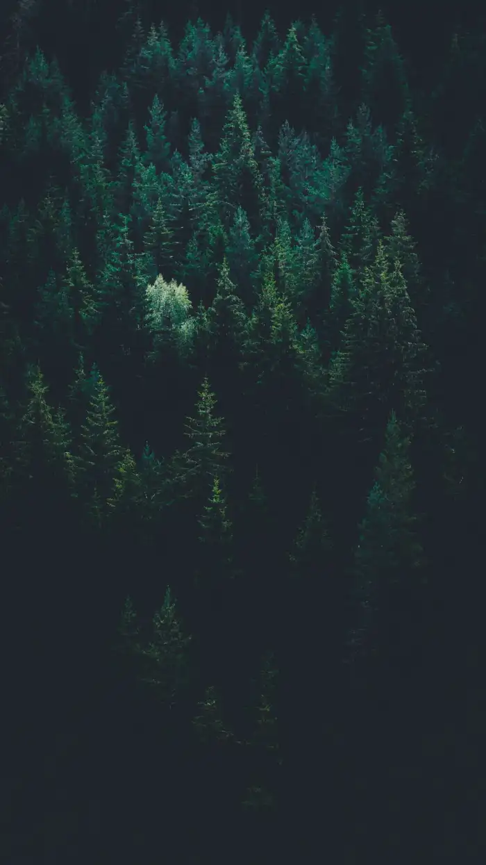 Dark Green Forest Background HD Wallpapers