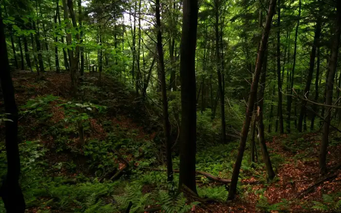 Dark Green Forest Background HD Wallpapers