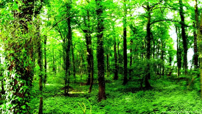 Dark Green Forest Background HD Wallpapers