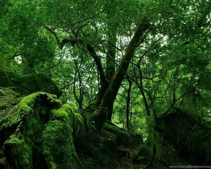 Dark Green Forest Background HD Wallpapers