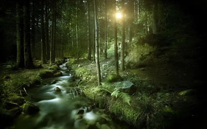 Dark Green Forest Background HD Wallpapers