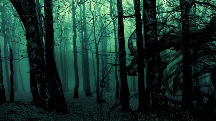 Dark Green Forest Background HD Wallpapers