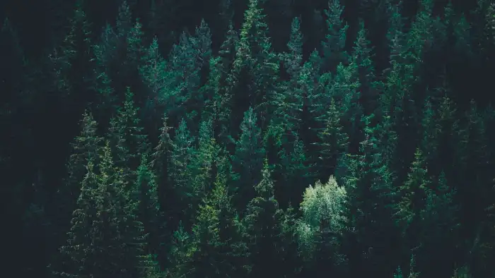 Dark Green Forest Background HD Wallpapers