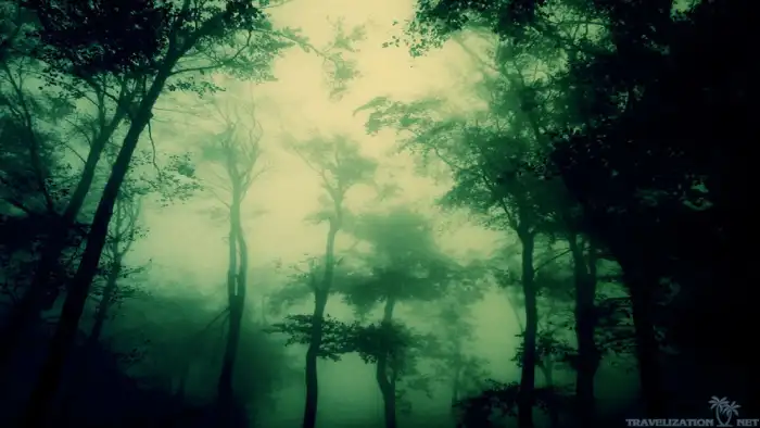 Dark Green Forest Background HD Wallpapers