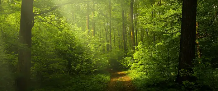 Dark Green Forest Background HD Wallpapers