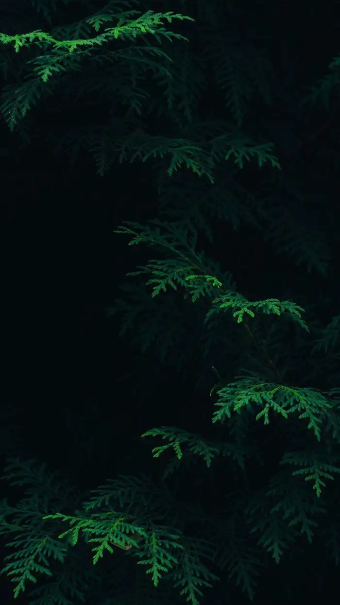 Dark Green Forest Background HD Wallpapers