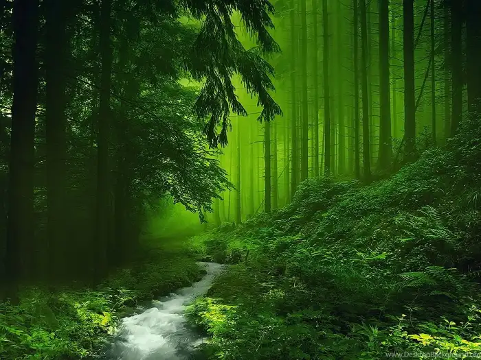 Dark Green Forest Background HD Wallpapers