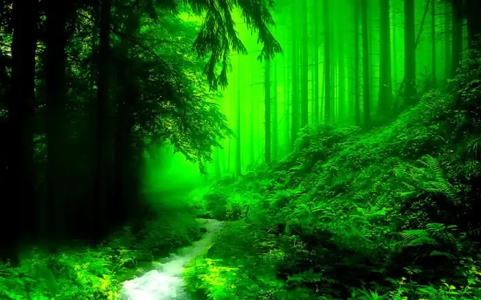 Dark Green Forest Background HD Wallpapers