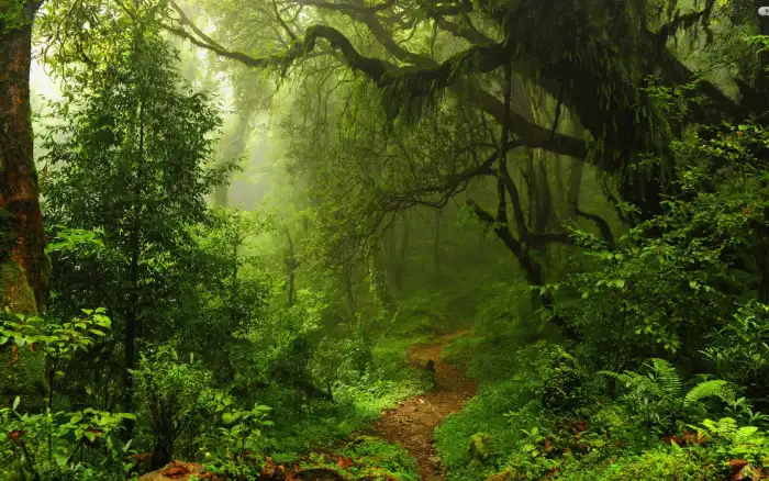 Dark Green Forest Background HD Wallpapers