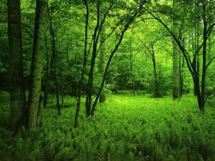 Dark Green Forest Background HD Wallpapers