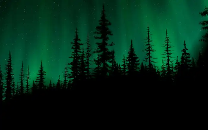 Dark Green Forest Background HD Wallpapers