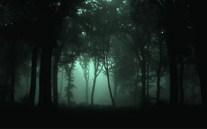 Dark Green Forest Foggy Tree Background HD Wallpapers