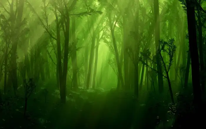 Dark Green Forest Foggy Tree Background HD Wallpapers