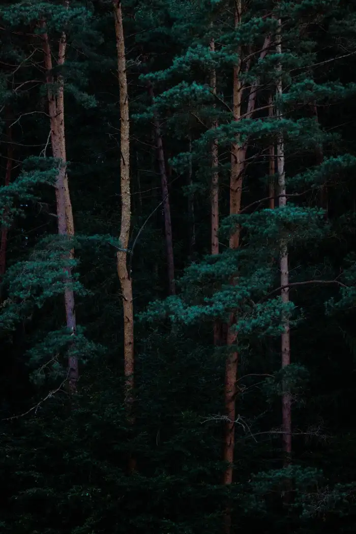 Dark Green Forest Long Tree Background HD Wallpapers