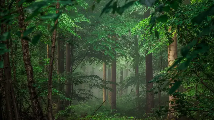 Dark Green Forest Long Tree Background HD Wallpapers