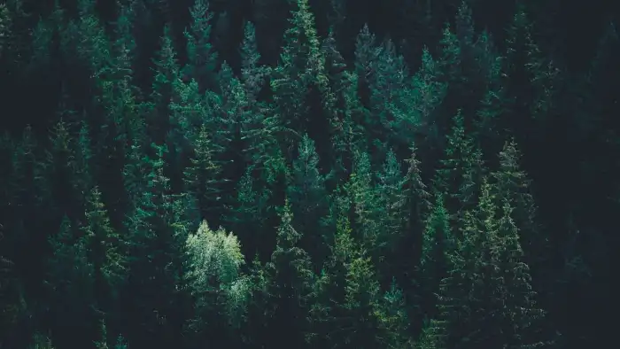 Dark Green Forest Top View Background HD Wallpapers