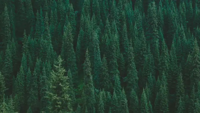 Dark Green Forest Tree Background HD Wallpapers