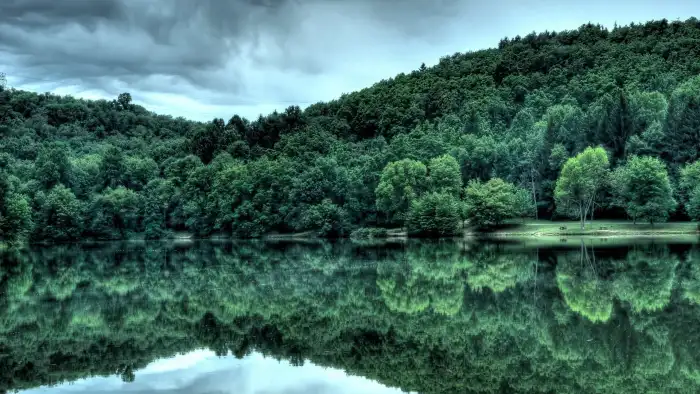 Dark Green Lake Forest Background HD Wallpapers