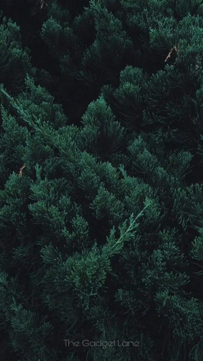 Dark Green Top View Forest Background HD Wallpapers