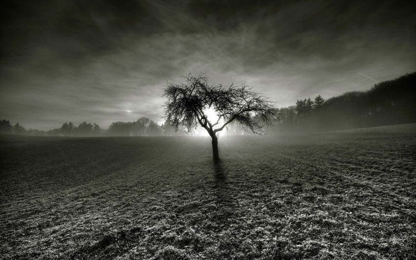 Dark Night Dead Tree Background HD Download