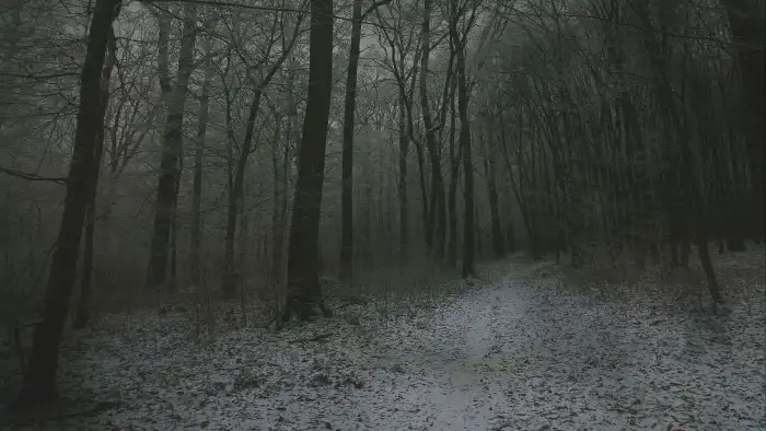 Dark Road Path Winter Forest Background HD Images